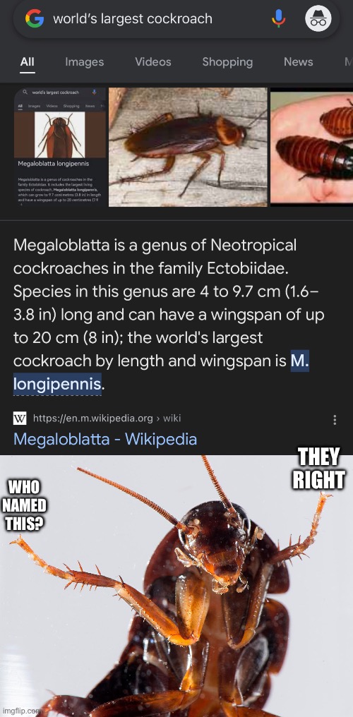 im convinced this cockroach species named themselves | THEY RIGHT; WHO NAMED THIS? | image tagged in cockroach,cock,long,penis,cockroaches,penis jokes | made w/ Imgflip meme maker