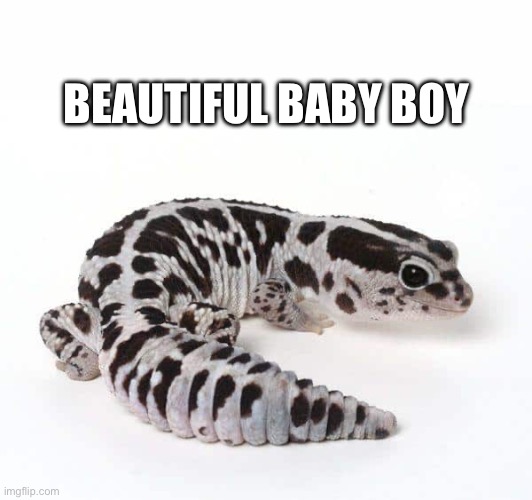 Beautiful Baby Boy ( African Fat Tailed Gecko ) | BEAUTIFUL BABY BOY | image tagged in cute animals,animal meme,cute,funny animal meme,animals,lizard | made w/ Imgflip meme maker