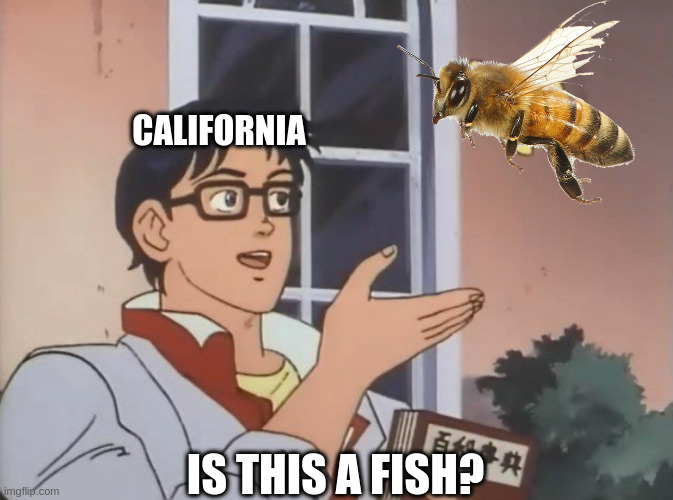 Is this a bird? | CALIFORNIA; IS THIS A FISH? | image tagged in is this a bird | made w/ Imgflip meme maker