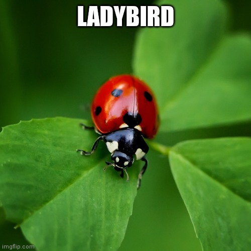 Ladybug | LADYBIRD | made w/ Imgflip meme maker