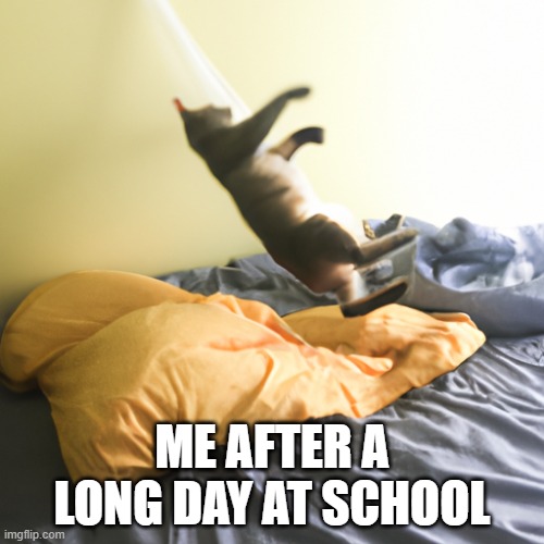 relatable | ME AFTER A LONG DAY AT SCHOOL | image tagged in funny cat memes | made w/ Imgflip meme maker