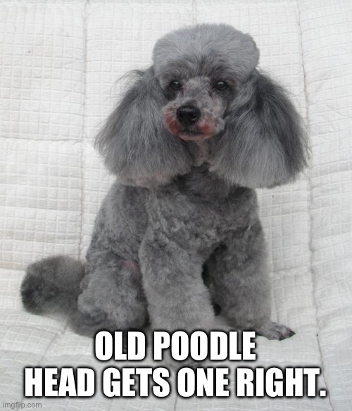 Poodle | OLD POODLE HEAD GETS ONE RIGHT. | image tagged in poodle | made w/ Imgflip meme maker