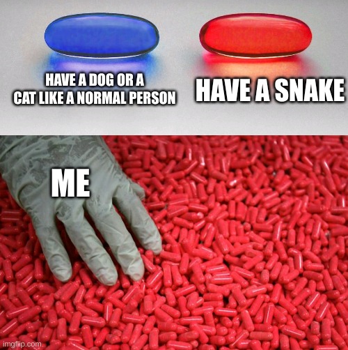 Blue or red pill | HAVE A DOG OR A CAT LIKE A NORMAL PERSON; HAVE A SNAKE; ME | image tagged in blue or red pill | made w/ Imgflip meme maker