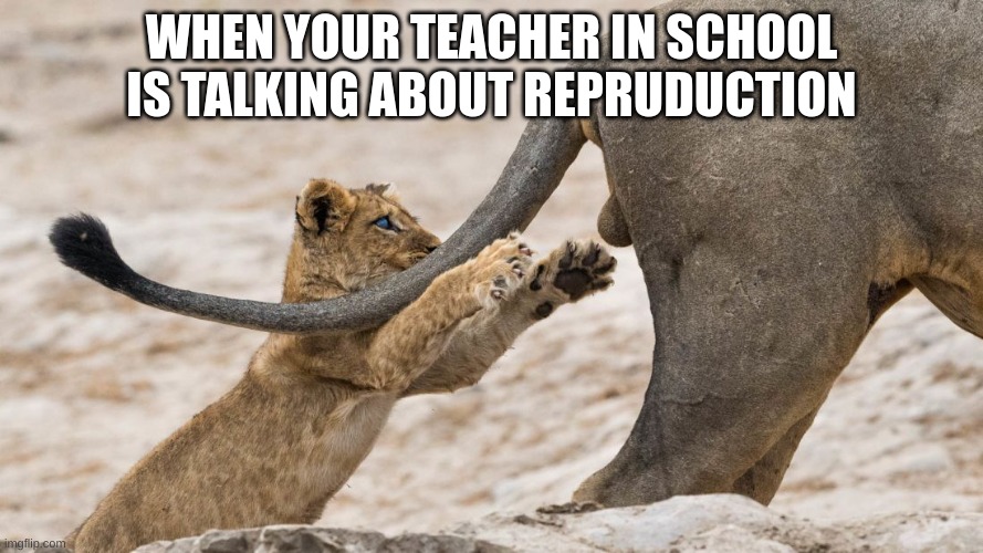 when your teacher | WHEN YOUR TEACHER IN SCHOOL IS TALKING ABOUT REPRUDUCTION | image tagged in cool,halloween is coming | made w/ Imgflip meme maker