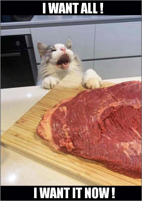 Shouty Cat Wants That Steak ! | I WANT ALL ! I WANT IT NOW ! | image tagged in cats,shouting,greedy,steak | made w/ Imgflip meme maker