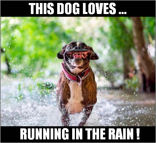 Splish, Splosh, Splash ! | THIS DOG LOVES ... RUNNING IN THE RAIN ! | image tagged in dogs,running,rain | made w/ Imgflip meme maker