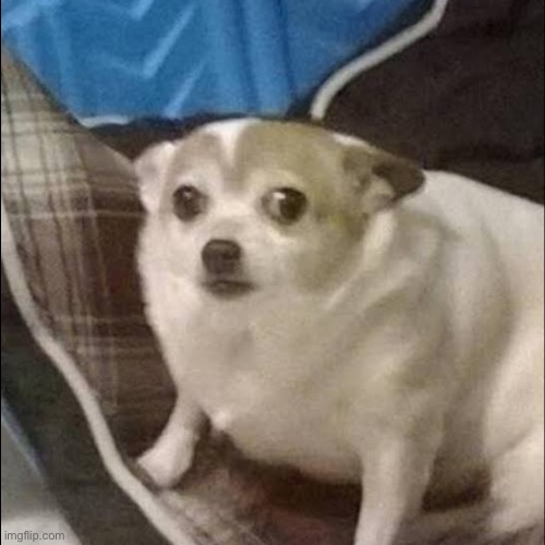 Scared Puppy | image tagged in scared puppy | made w/ Imgflip meme maker
