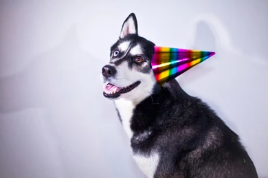 husky birthday hat Blank Meme Template