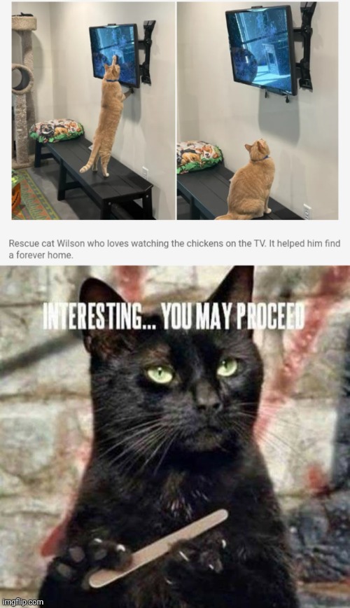 Watching the chickens | image tagged in interesting you may proceed,cats,cat,memes,home,tv | made w/ Imgflip meme maker