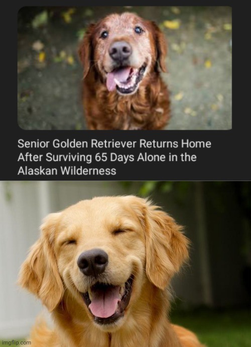 Wilderness | image tagged in happy dog,dogs,dog,memes,wilderness,golden retriever | made w/ Imgflip meme maker