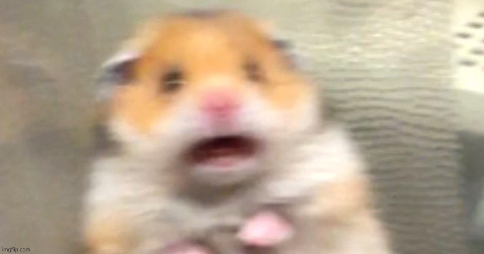 Hampster | image tagged in hampster | made w/ Imgflip meme maker