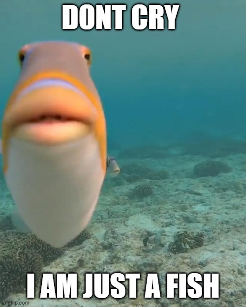 fidh | DONT CRY; I AM JUST A FISH | image tagged in staring fish | made w/ Imgflip meme maker