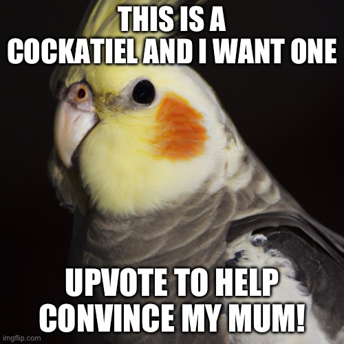 Cockatiel | THIS IS A COCKATIEL AND I WANT ONE; UPVOTE TO HELP CONVINCE MY MUM! | image tagged in cockatiel,funny,help me,haha,why are you reading the tags,why is the fbi here | made w/ Imgflip meme maker