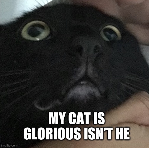 Cato | MY CAT IS GLORIOUS ISN’T HE | image tagged in scared cat | made w/ Imgflip meme maker
