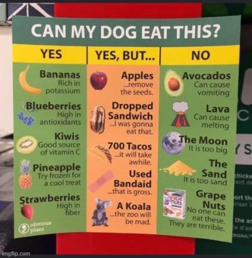 Can my dog eat this? (also, all of the yes is wrong because I don't have a dog) | made w/ Imgflip meme maker
