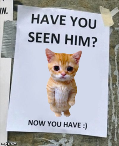 Have you seen him. Now you have. | image tagged in have you seen him now you have | made w/ Imgflip meme maker