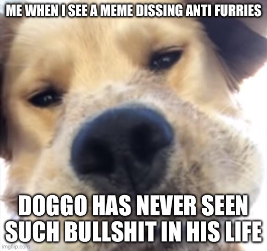 Tsk,tsk,tsk | ME WHEN I SEE A MEME DISSING ANTI FURRIES; DOGGO HAS NEVER SEEN SUCH BULLSHIT IN HIS LIFE | image tagged in doggo bruh | made w/ Imgflip meme maker
