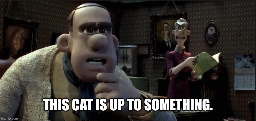 Those chickens are up to something | THIS CAT IS UP TO SOMETHING. | image tagged in those chickens are up to something | made w/ Imgflip meme maker