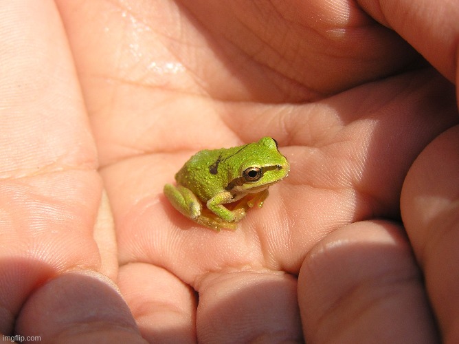 tiny frog :) | image tagged in froge,frog,cute | made w/ Imgflip meme maker