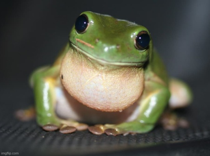 tilt head frog :) | image tagged in froge,frog,cute | made w/ Imgflip meme maker