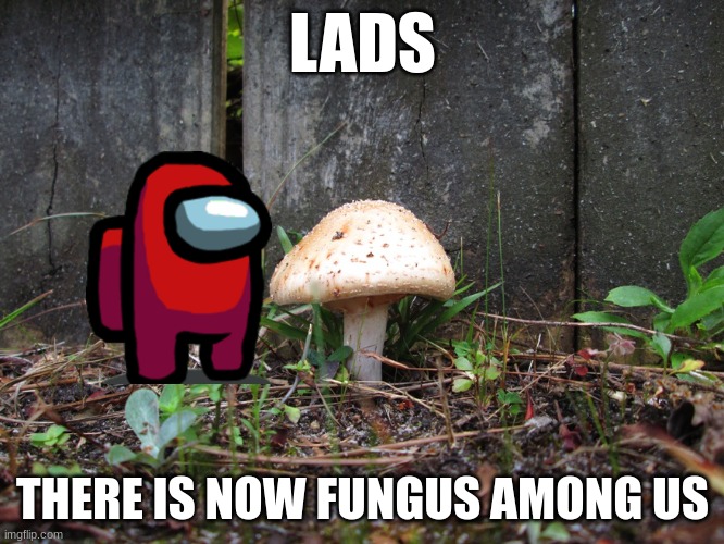 Y e s | LADS; THERE IS NOW FUNGUS AMONG US | image tagged in mushroom | made w/ Imgflip meme maker