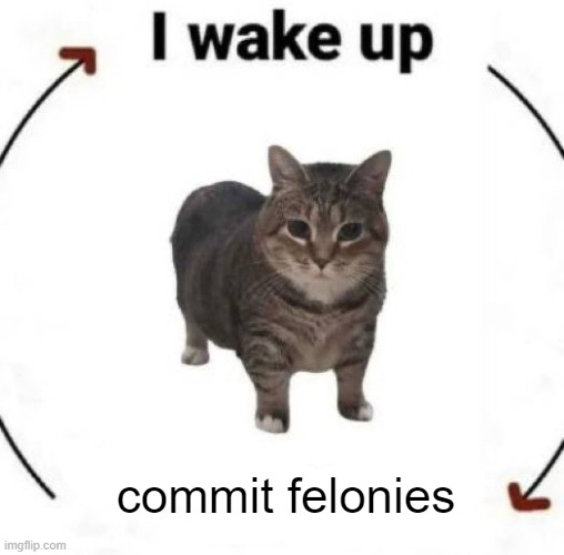 i wake up cat | commit felonies | image tagged in i wake up cat,meme,offensive meme | made w/ Imgflip meme maker