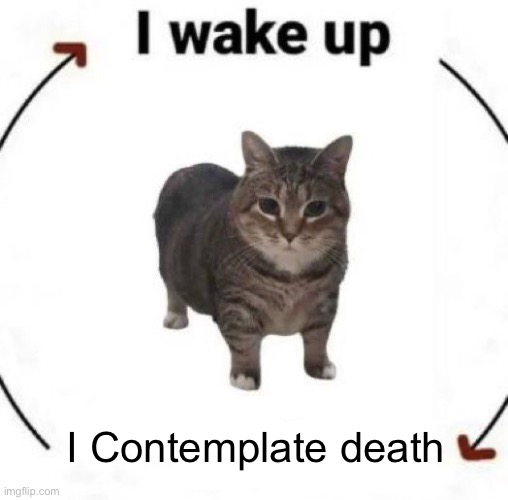 i wake up cat | I Contemplate death | image tagged in i wake up cat | made w/ Imgflip meme maker