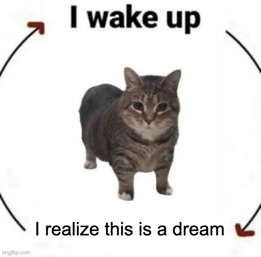 i wake up cat | I realize this is a dream | image tagged in i wake up cat | made w/ Imgflip meme maker