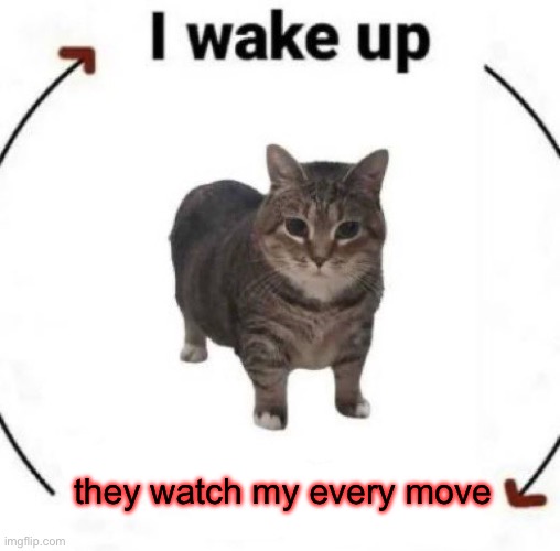 run | they watch my every move | image tagged in i wake up cat | made w/ Imgflip meme maker