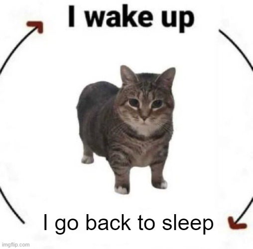 i wake up cat | I go back to sleep | image tagged in i wake up cat | made w/ Imgflip meme maker