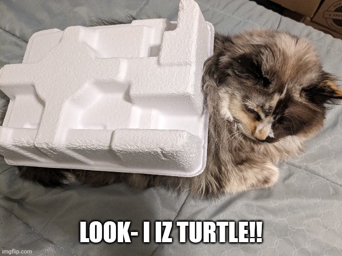 I Iz Turtle | LOOK- I IZ TURTLE!! | image tagged in funny cat memes,turtle | made w/ Imgflip meme maker