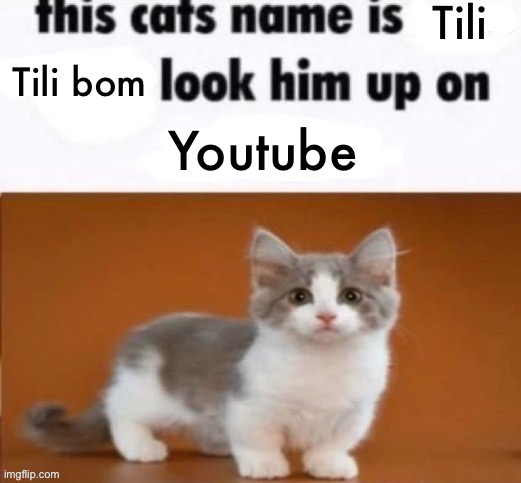 I regret this now | Tili; Tili bom; Youtube | image tagged in this cats name is blank,oh wow are you actually reading these tags,msmg | made w/ Imgflip meme maker