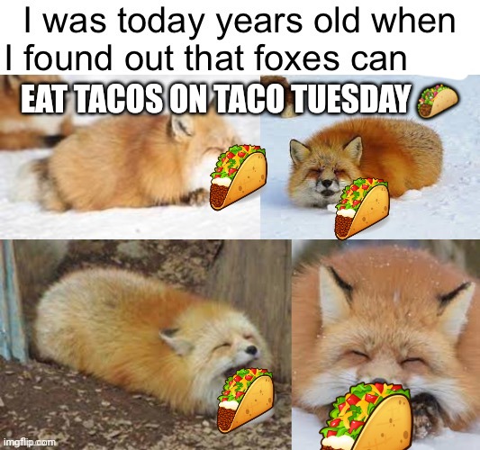 Fox facts | EAT TACOS ON TACO TUESDAY 🌮 | image tagged in important,fox,facts | made w/ Imgflip meme maker