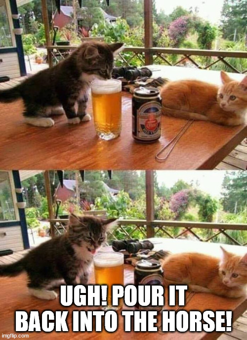 Kitty's 1st Beer | UGH! POUR IT BACK INTO THE HORSE! | image tagged in cats,beer | made w/ Imgflip meme maker