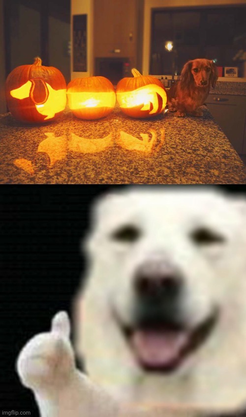 Dog pumpkin | image tagged in doggie thumbs up,memes,dogs,dog,pumpkins,pumpkin | made w/ Imgflip meme maker