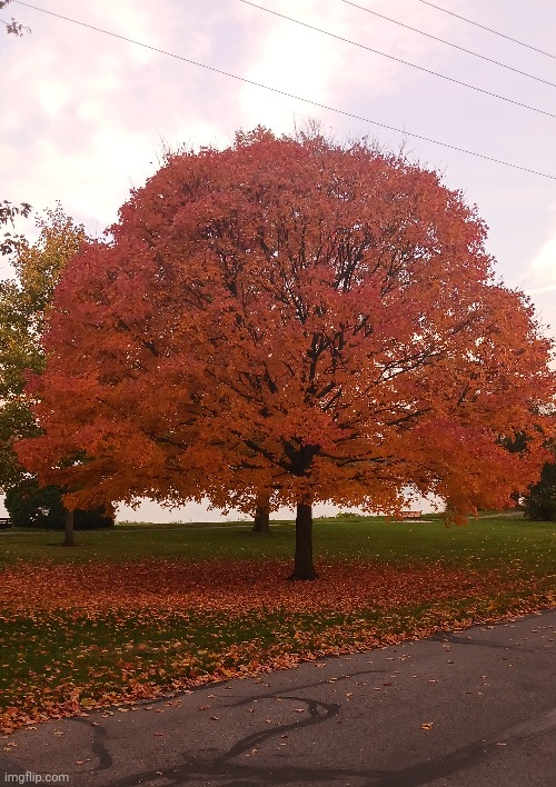 ORANGE AND BLACK TREE AT THE LAKE | image tagged in trees,fall,autumn leaves | made w/ Imgflip meme maker