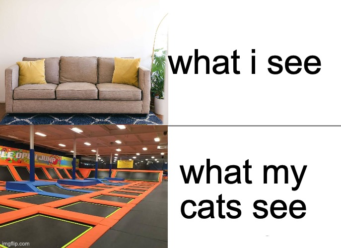 IM BACK GUYS!!!!! | what i see; what my cats see | image tagged in memes | made w/ Imgflip meme maker
