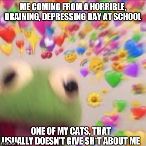 Kat gives love | ME COMING FROM A HORRIBLE, DRAINING, DEPRESSING DAY AT SCHOOL; ONE OF MY CATS, THAT USUALLY DOESN’T GIVE SH*T ABOUT ME | image tagged in kermit with hearts,love,memes | made w/ Imgflip meme maker