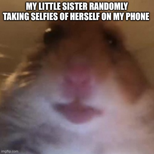 DELETE | MY LITTLE SISTER RANDOMLY TAKING SELFIES OF HERSELF ON MY PHONE | image tagged in staring hamster | made w/ Imgflip meme maker