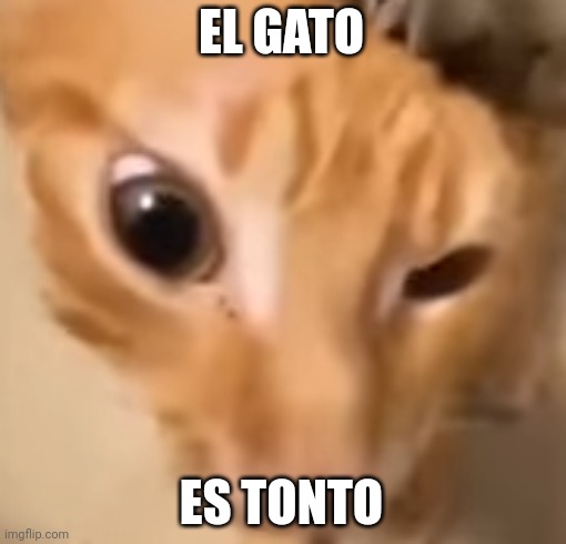 I guess | EL GATO; ES TONTO | image tagged in el gato,spanish | made w/ Imgflip meme maker