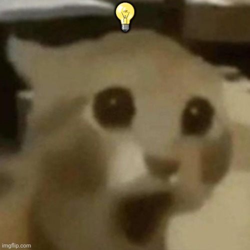 Shocked cat | ? | image tagged in shocked cat | made w/ Imgflip meme maker