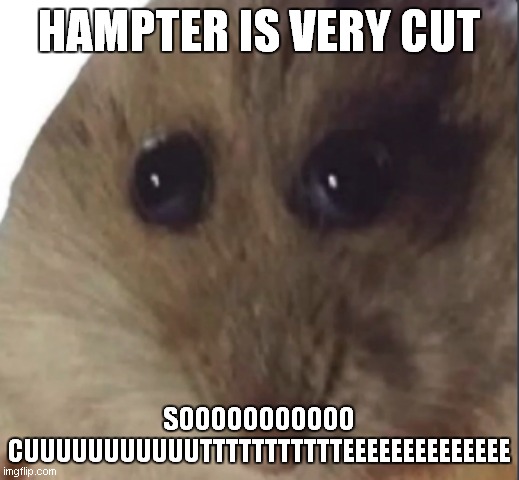 hampter is very cute soooooooooooooooooooooooooooo ccccccccccccccccccuuuuuuuuuuuuuuuuuuuuuttttttttttttttttttteeeeeeeeeeeeeeeeee | HAMPTER IS VERY CUT; SOOOOOOOOOOO CUUUUUUUUUUUTTTTTTTTTTTEEEEEEEEEEEEEE | image tagged in hampter | made w/ Imgflip meme maker