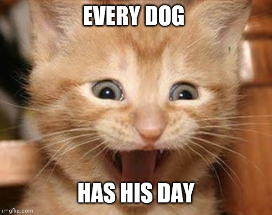 Every Dog has his day | EVERY DOG; HAS HIS DAY | image tagged in memes,excited cat,funny memes | made w/ Imgflip meme maker