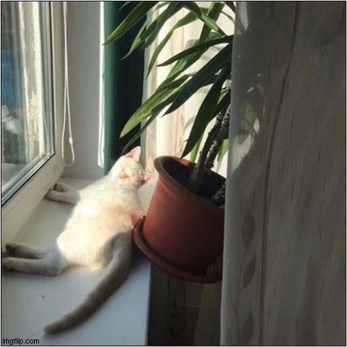 Goodbye Houseplant ! | image tagged in cats,goodbye,plant | made w/ Imgflip meme maker