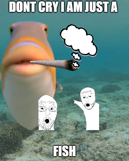 fish | DONT CRY I AM JUST A; FISH | image tagged in staring fish | made w/ Imgflip meme maker