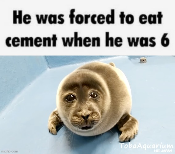 image tagged in cement,crying seal | made w/ Imgflip meme maker
