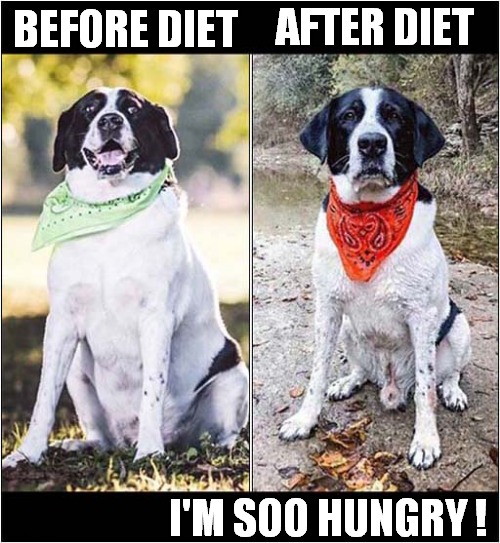 In A World Without 'Treats' ! | AFTER DIET; BEFORE DIET; I'M SOO HUNGRY ! | image tagged in dogs,diet,hungry dog | made w/ Imgflip meme maker