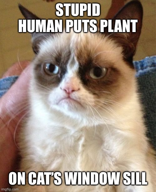 Grumpy Cat Meme | STUPID HUMAN PUTS PLANT ON CAT’S WINDOW SILL | image tagged in memes,grumpy cat | made w/ Imgflip meme maker