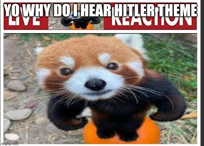 Help | YO WHY DO I HEAR HITLER THEME | image tagged in live funnyredpanda reaction | made w/ Imgflip meme maker