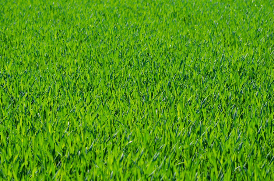 when the grass is cut Blank Meme Template